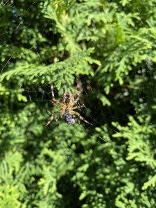 D3061F23-2222-4A55-AF2D-F75F973BD81C.jpeg