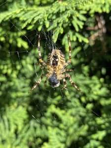 65EBC72A-315E-4BB7-A7A2-5A89C5AEFFF6.jpeg