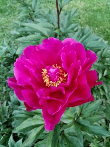 IMG_20150705_183936.jpg