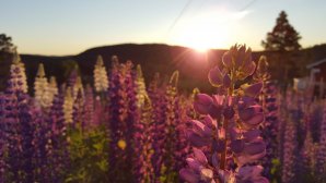 20150704_214733.jpg