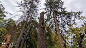 IMG_20201010_155916.jpg