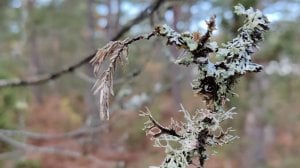 IMG_20201024_150114_Bokeh.jpg