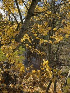 3D169596-51E2-44D5-9422-8E62C56A246D.jpeg
