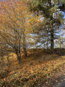 97C5D260-9349-4CAA-A14B-6AD7F5CA8B28.jpeg