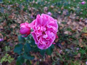 DSC_0094.JPG