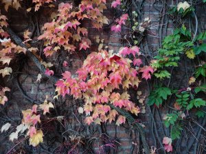 DSC_0081.JPG