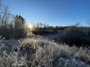 IMG_0133.jpg