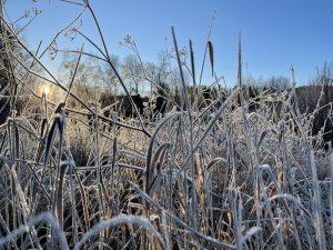 IMG_0125.jpg