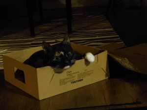 DSC_0213.JPG