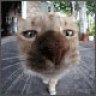 frippz