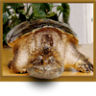 Tiny Turtle