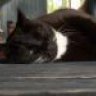 Cat_Tail
