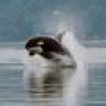 ORCA
