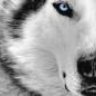 Wolfie