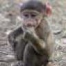 Baboon