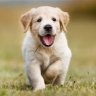 Puppy