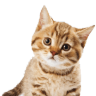 Livslinan