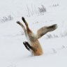 Tuffskor