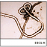 ebola66