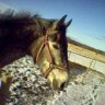 windblown