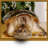 Tiny Turtle