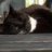 Cat_Tail