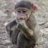 Baboon