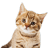 Livslinan