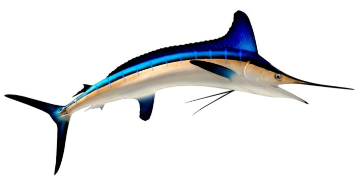 Är det här första bilden på Nexus Marlin?