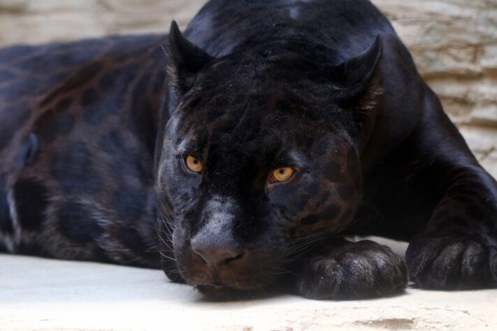 Tidigt rykte om Google Pixel 7 nämner kodnamnen Cheetah och Panther